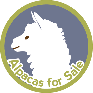 alpaca-badge