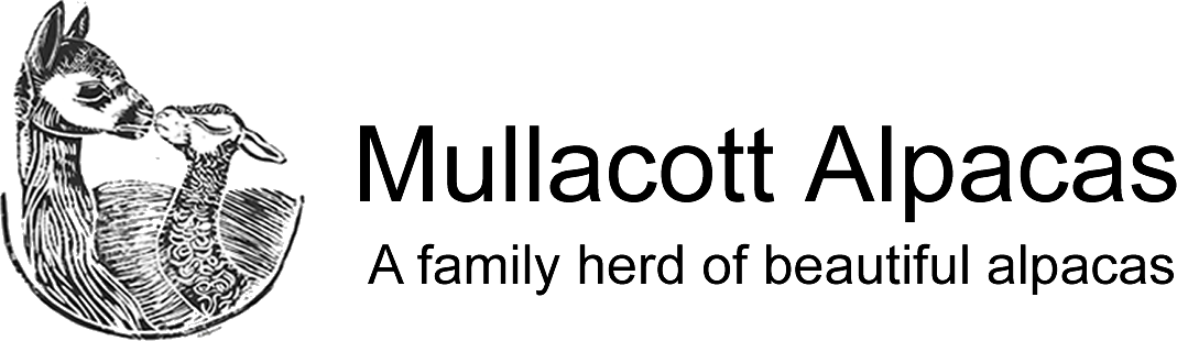 Mullacott Alpacas – North Devon