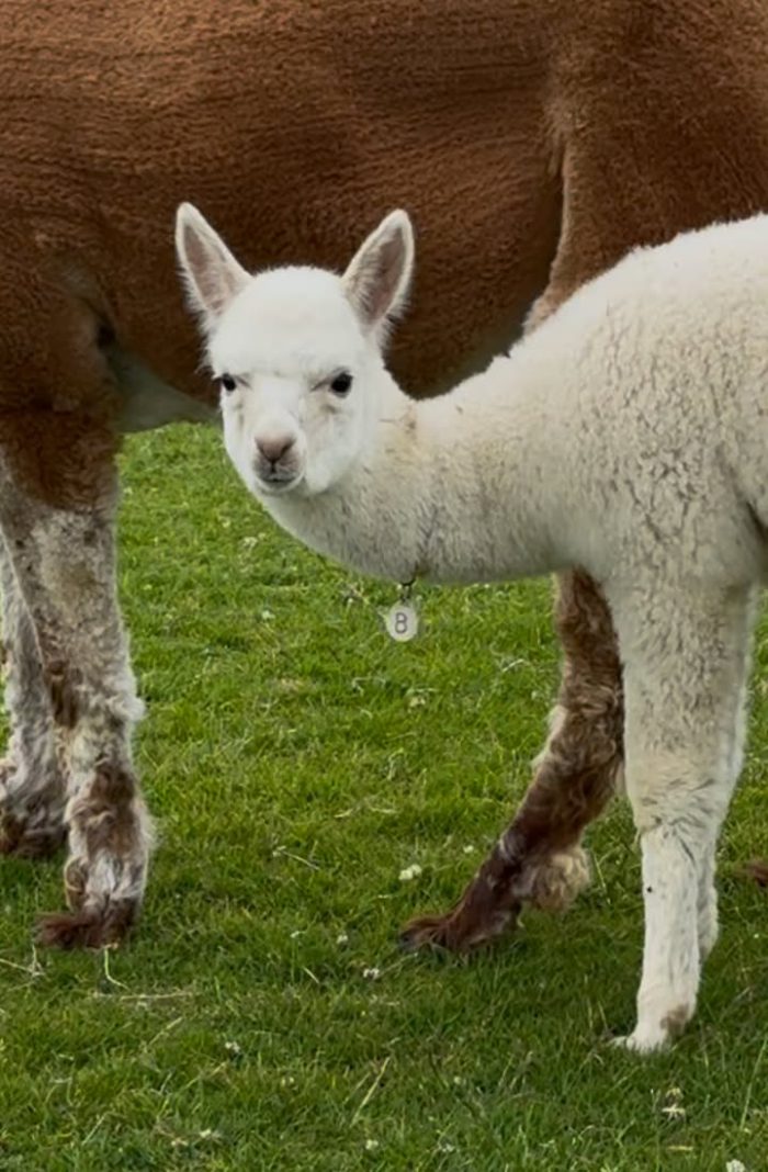 A Photo Album of the cria of 2025 before cria shearing
In order of birth (and photos)..
Allegra
Bobby
Clementine
Dancer
Earl
Fizz Pop
Gruffalo
Halo
Ice
Justin
Kenco
Lucy long legs
Macchiato 
Nellie 
Odessa (Mou)
Princess
There is no Q, (she was stillborn)
Ricochet 
Stitch
Thumper